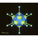 Ejemplo de un virus icosaédrico (Adenovirus)