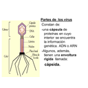 Imagen de un virus con explicaciones sobre sus partes 