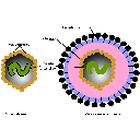 Elementos que forman a un virus simple