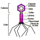 Elementos que forman a un virus más complejo