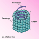 Ejemplo de un virus helicoidal 