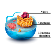 Partes de la célula